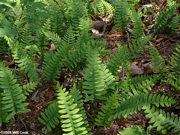  Rockcap Fern (Polypodium polypodioides)