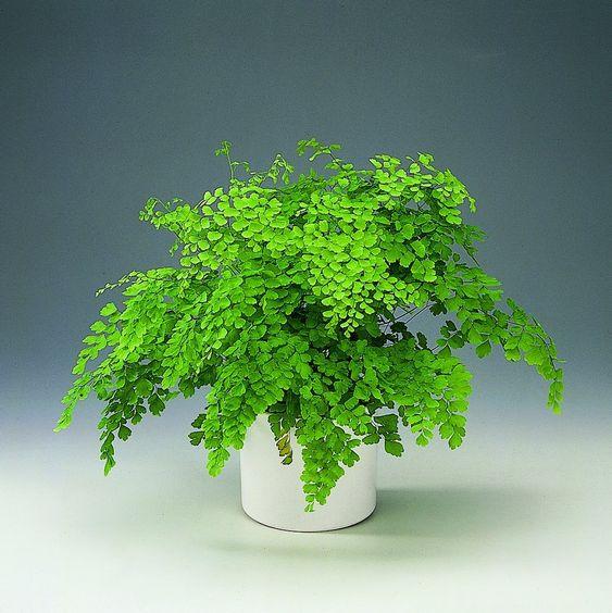 Maidenhair Ferns