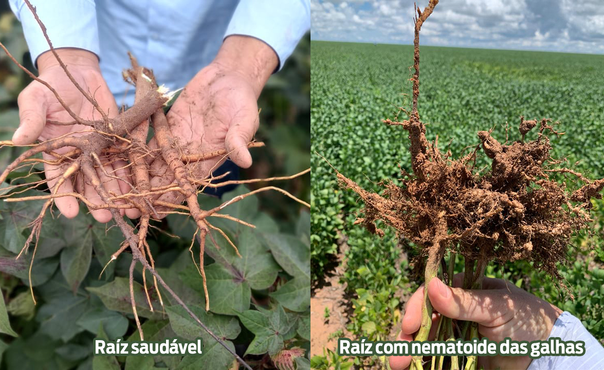 Comparativo entre raízes saudáveis e raízes com nematoide das galhas na cultura do algodão
