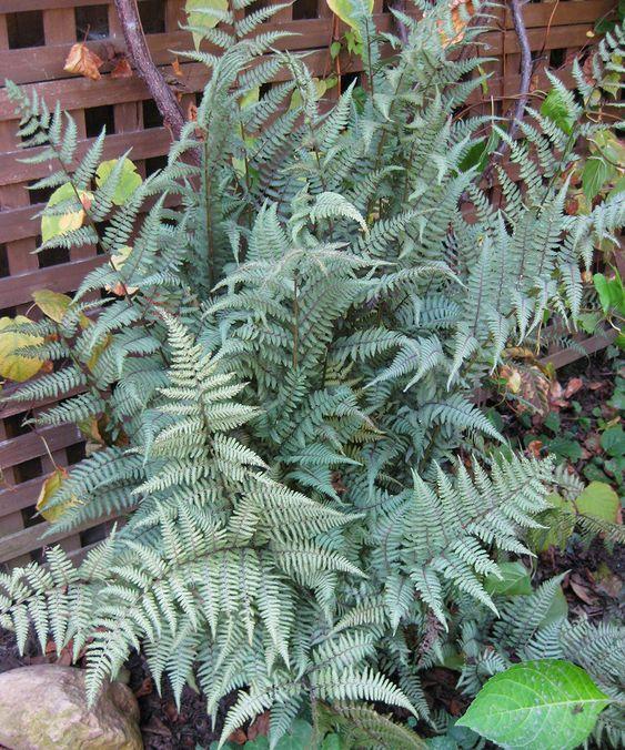 Lady Ghost Fern