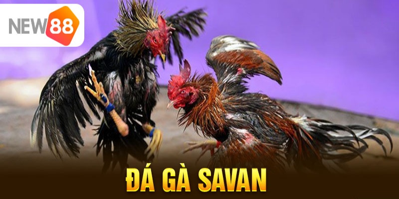 Đá Gà Savan - Trường Đá Gà Hot Hit Được Nhiều Người Săn Đón