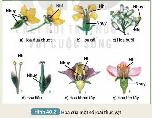 Khoa học tự nhiên 7 Bài 40: Sinh sản hữu tính ở sinh vật | KHTN 7 Kết nối tri thức (ảnh 2)