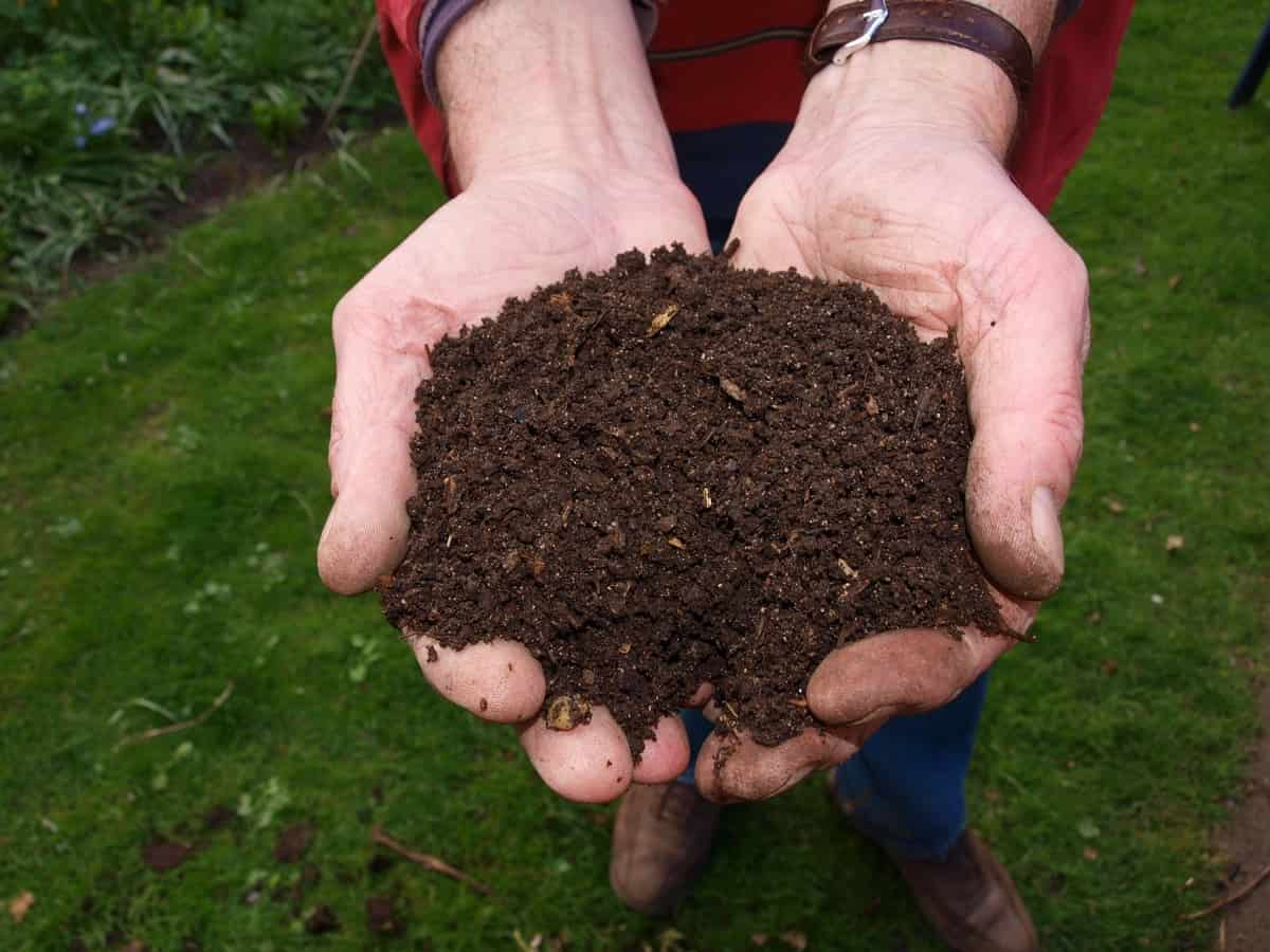 Why is iron important for plants