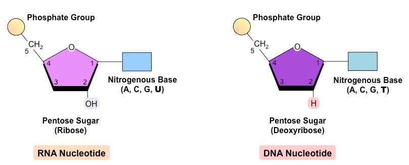 nucleotide RNA vs DNA