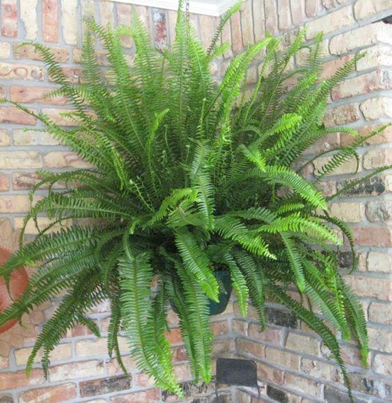 Kimberly Queen Fern 