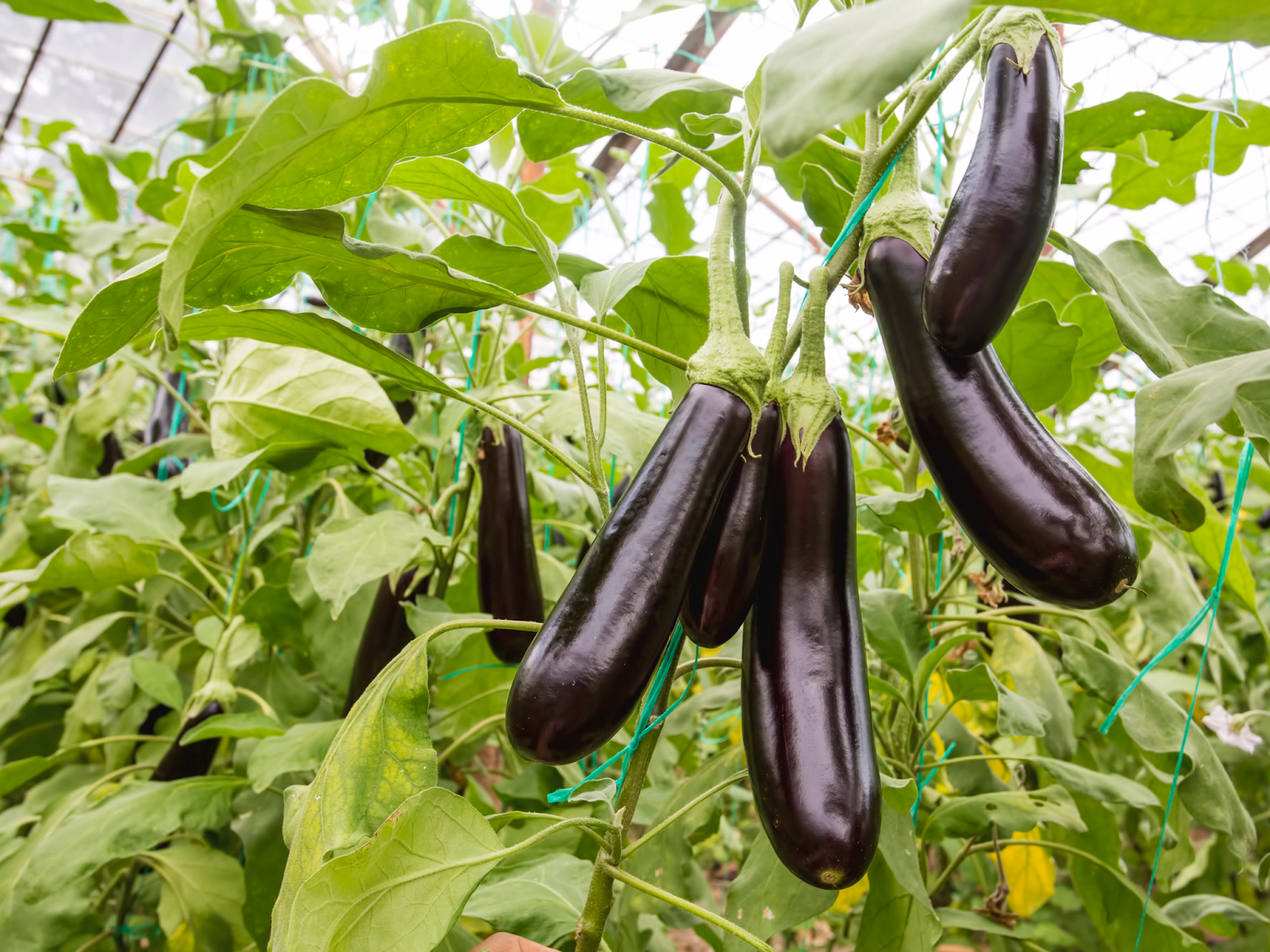 How long does it take eggplants to grow