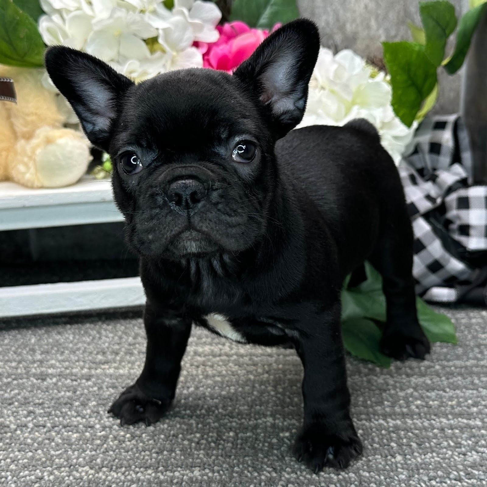 black french bulldog puppy