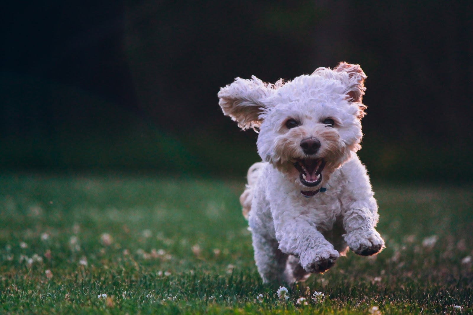 dog expressing behavior through facial expression and running outside