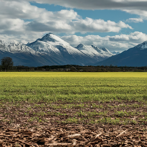 Overwintering Your Fieldrush for Continued Beauty