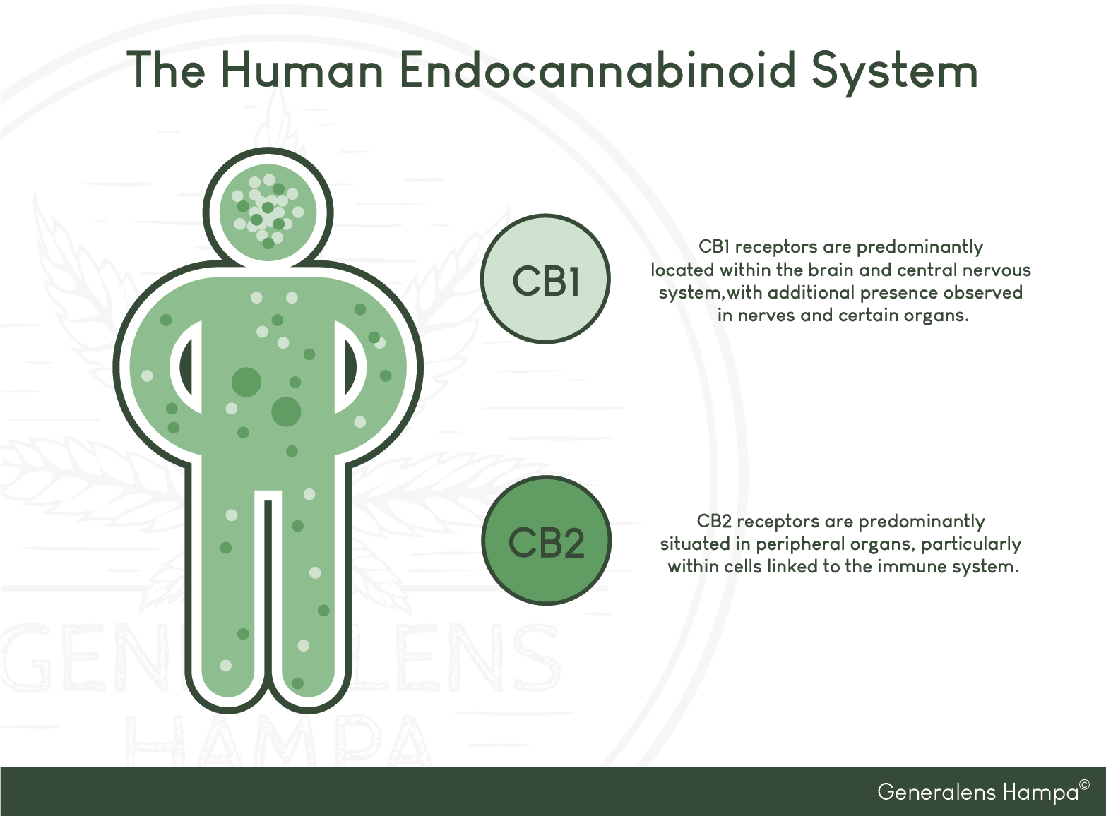 Det endocannabinoida systemet