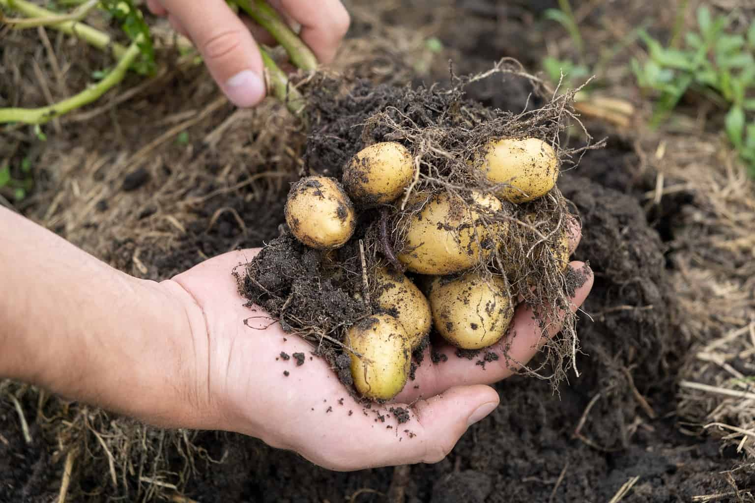 Why should you plant potatoes deep