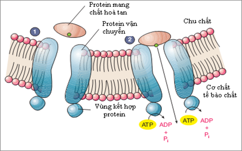 Protein đóng vai trò quan trọng trong các quá trình sinh học trong cơ thể