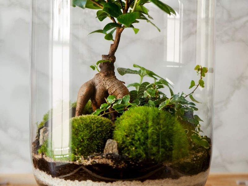 Glass terrarium with bonsai ficus ginseng inside