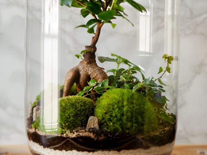 Top Bonsai for Terrarium Mini World Creation Guide