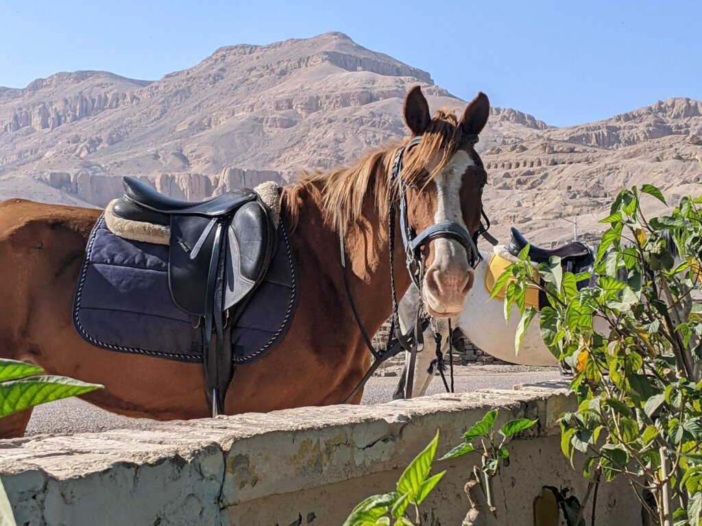 Alberta equestrian rides across Mongolian landscape in world's