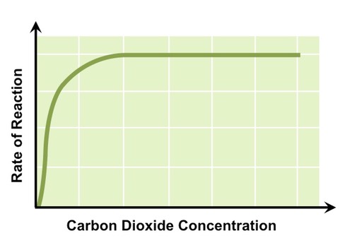 CO2 concentration photosynthesis