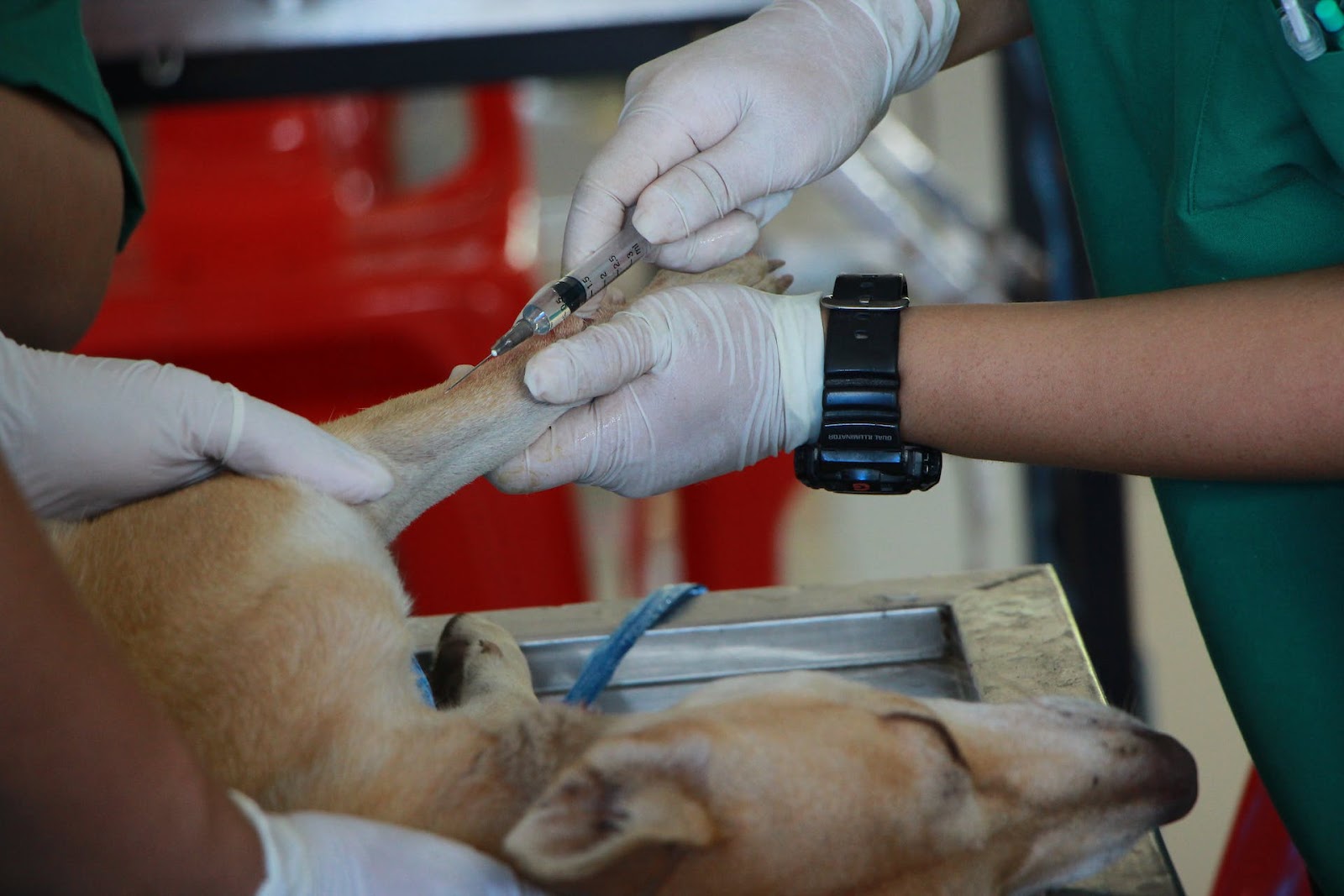 dog receiving first aid being treated on a table at the vet