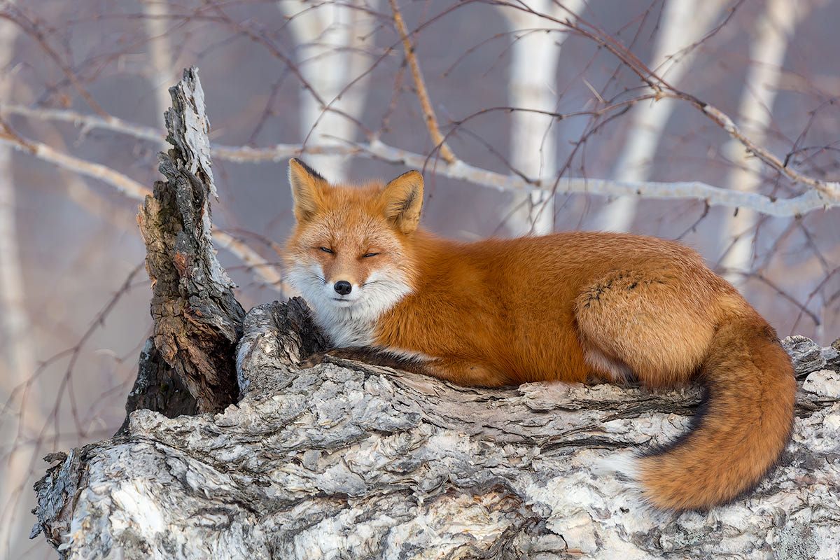 Foxes Landscaping