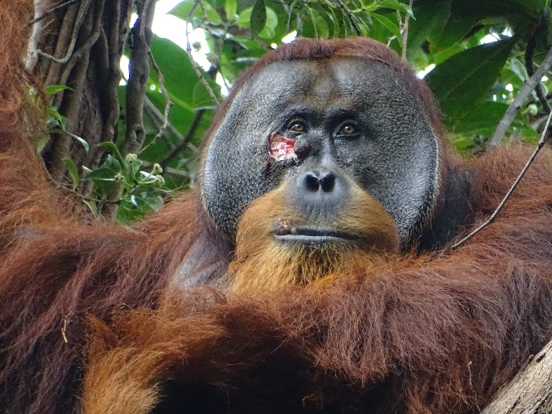Rakus the orangutan with a pink wound under his eye