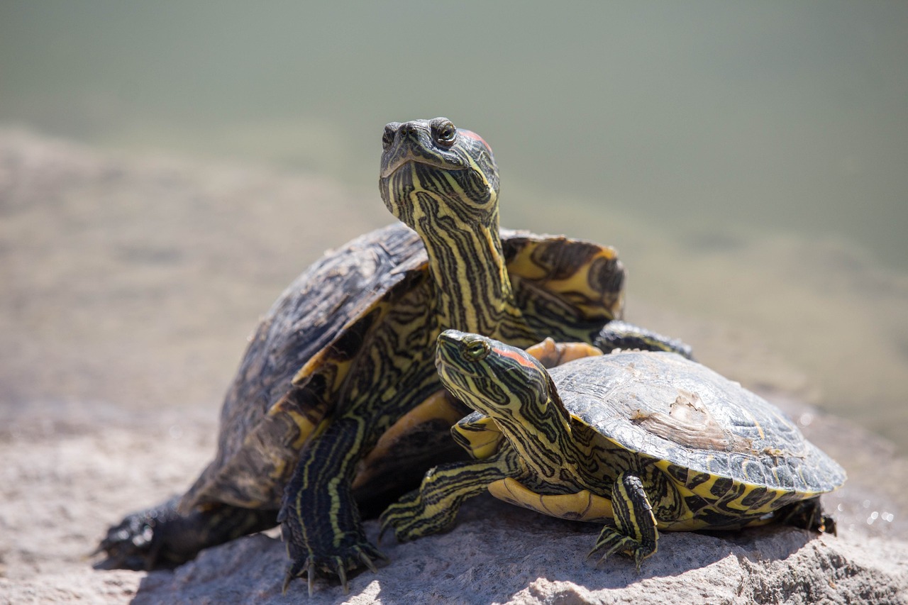 Turtles With Yellow Stripes On Head