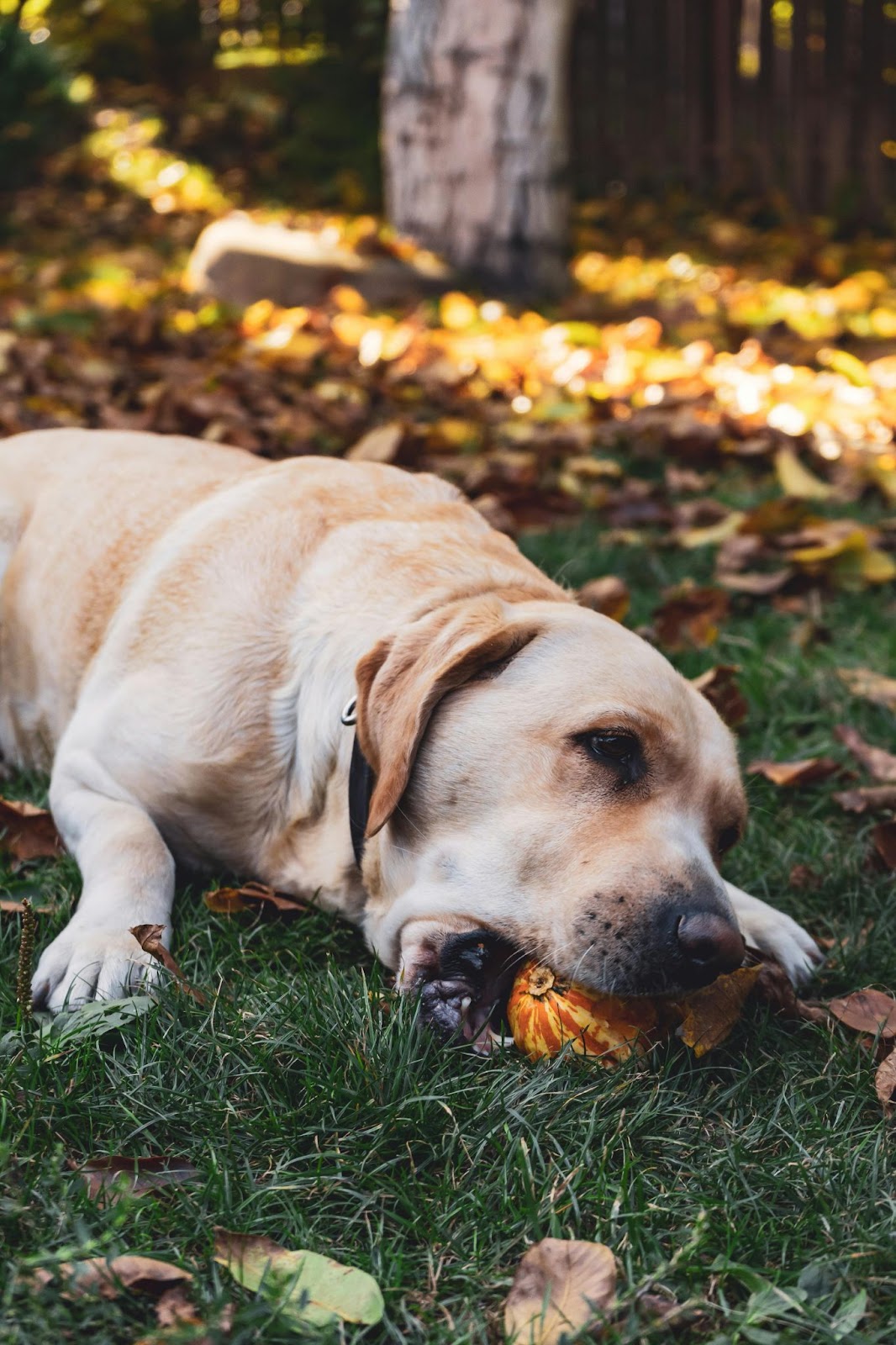 Effective home remedies to stop dog from eating poop