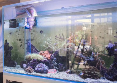 Maintaining a saltwater fish aquarium