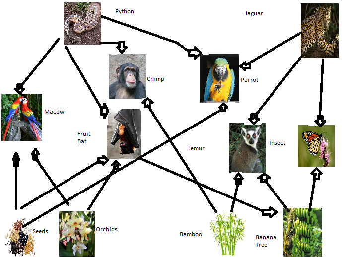 iGCSE Geography revision notes:The Equatorial Climate and Rainforests