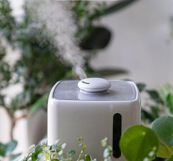 Humidifier Around the Plant