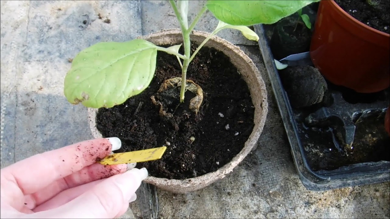 Indoor Growing and Transplanting