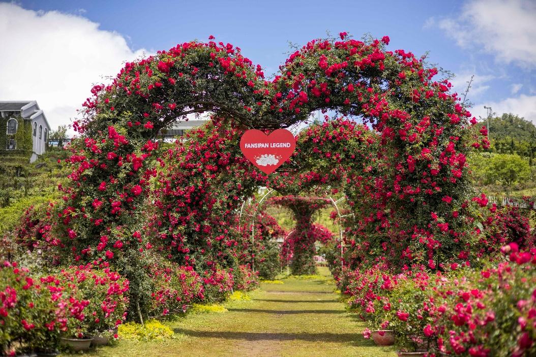 Hồng leo đỏ rực thung lũng hoa hồng Fansipan mùa tháng 5 – SUN WORLD  FANSIPAN LEGEND