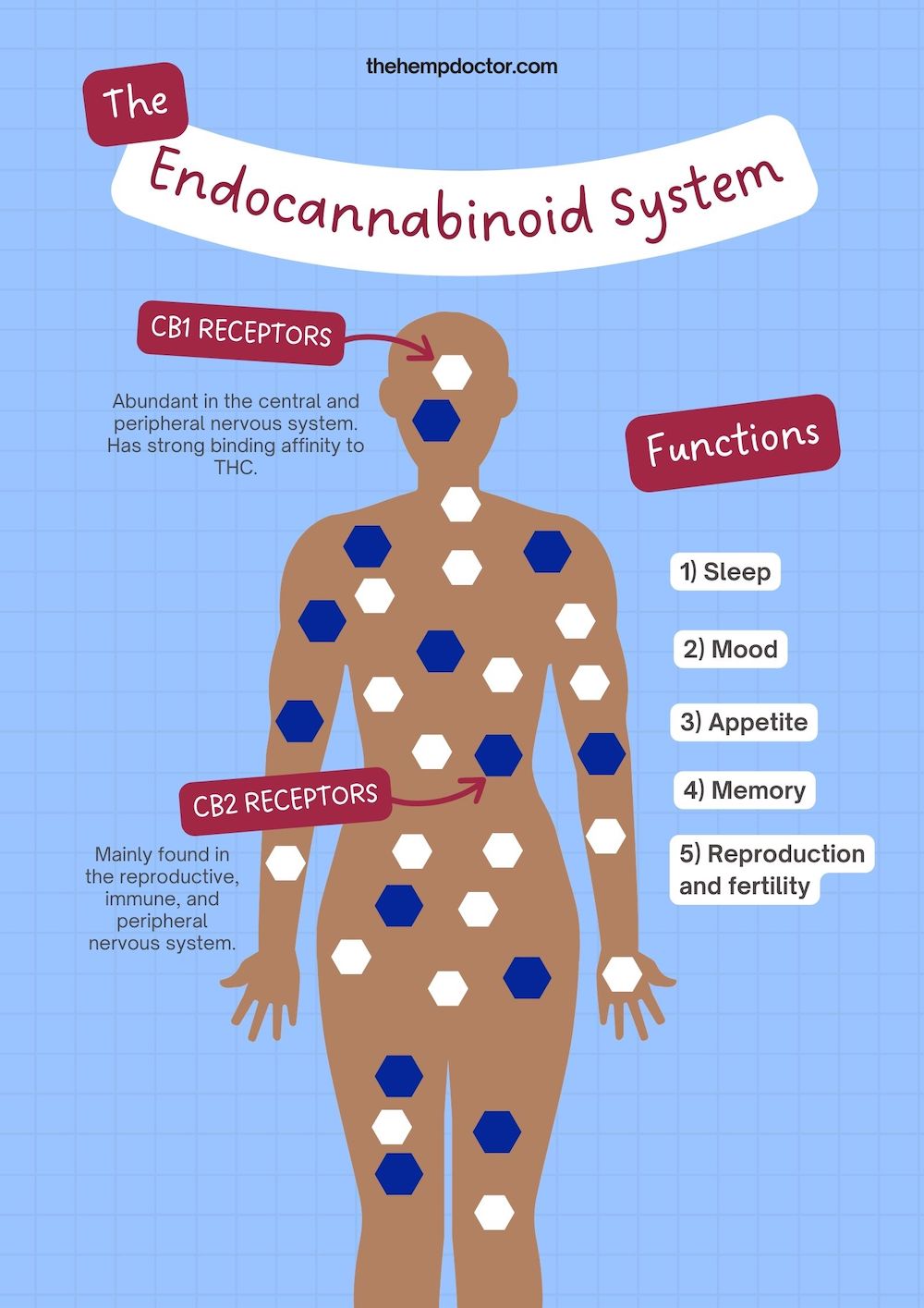 The endocannabinoid system inside a human anatomy