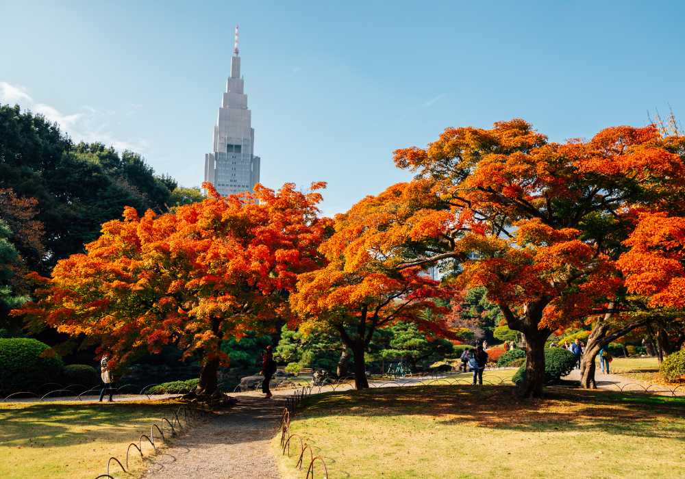 Where to Visit in Japan This November 1