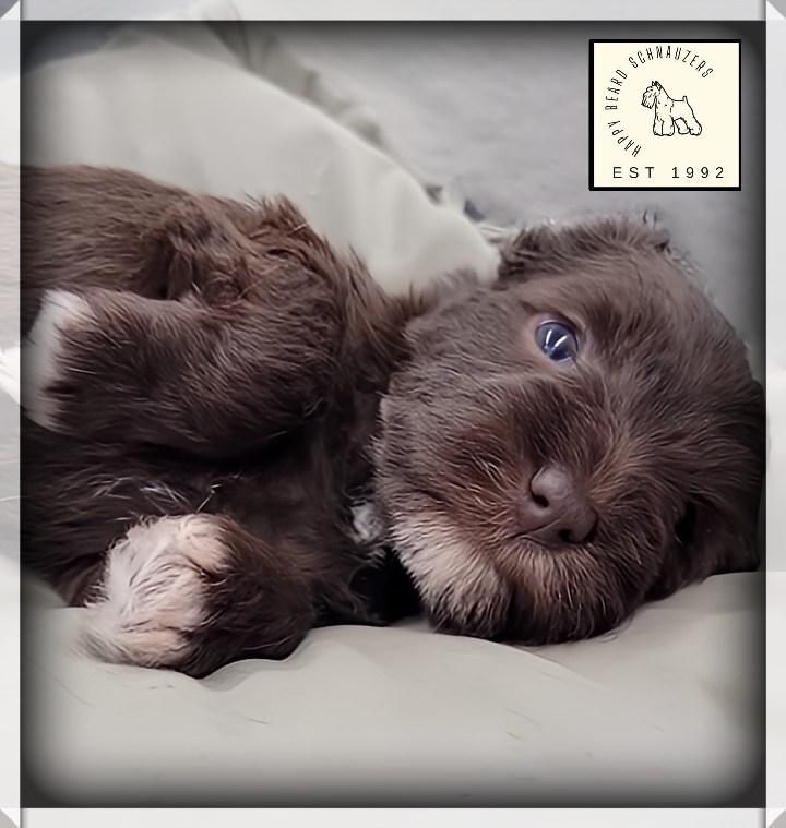 Three week old liver miniature schnauzer puppy with grey eyes 