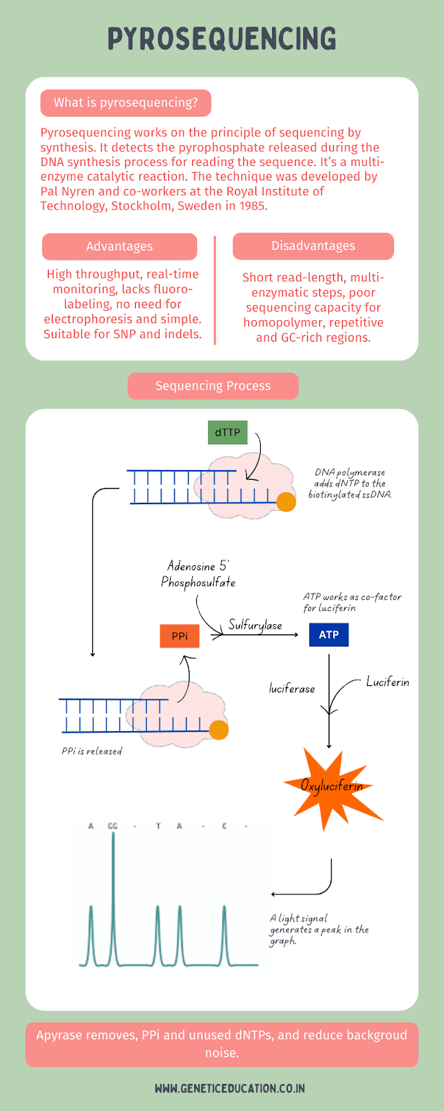 Illustration of the pyrosequencing technique.