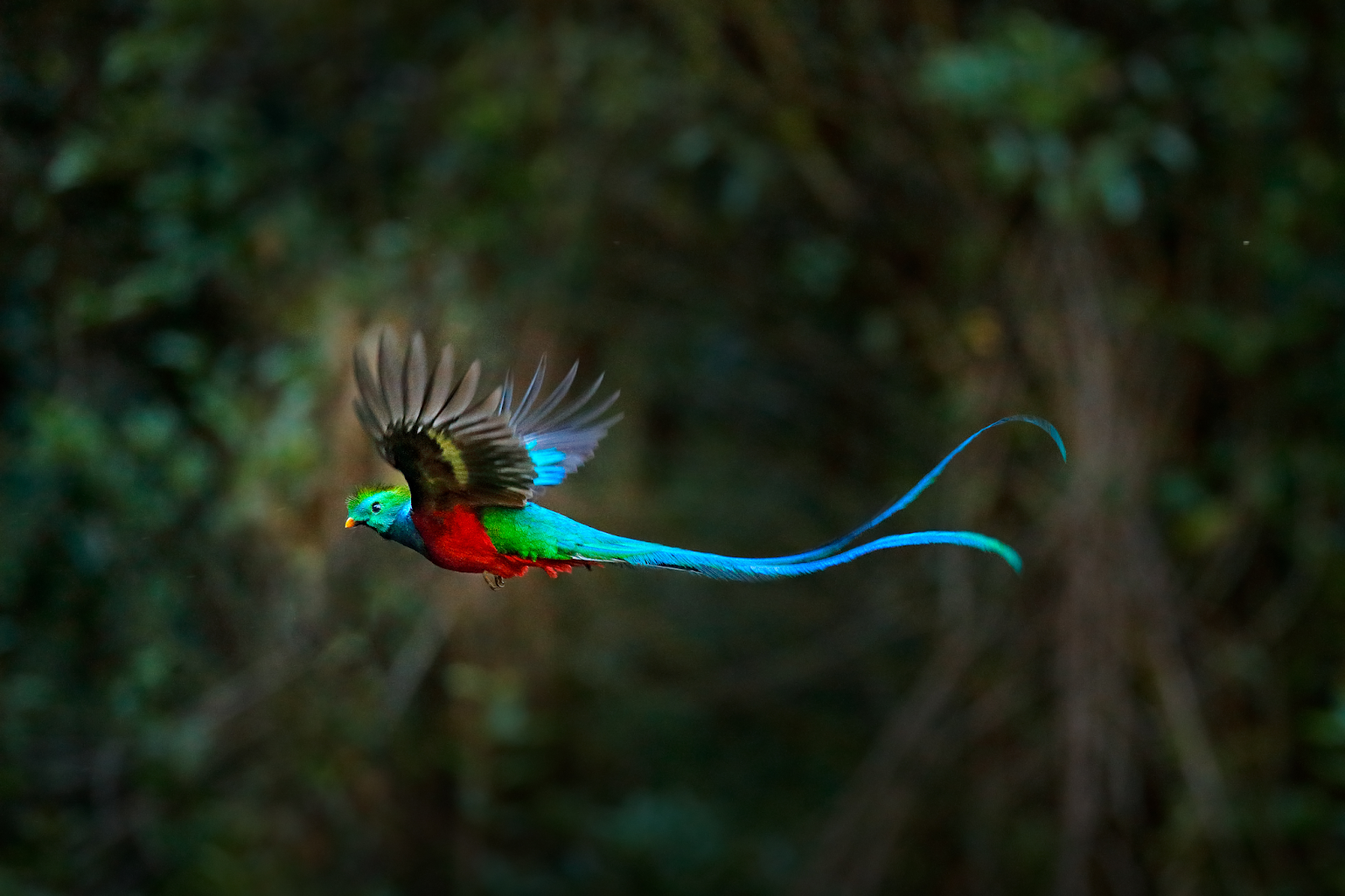 Beautiful Birds And Animals: Nature's Exquisite Masterpieces | Articles ...