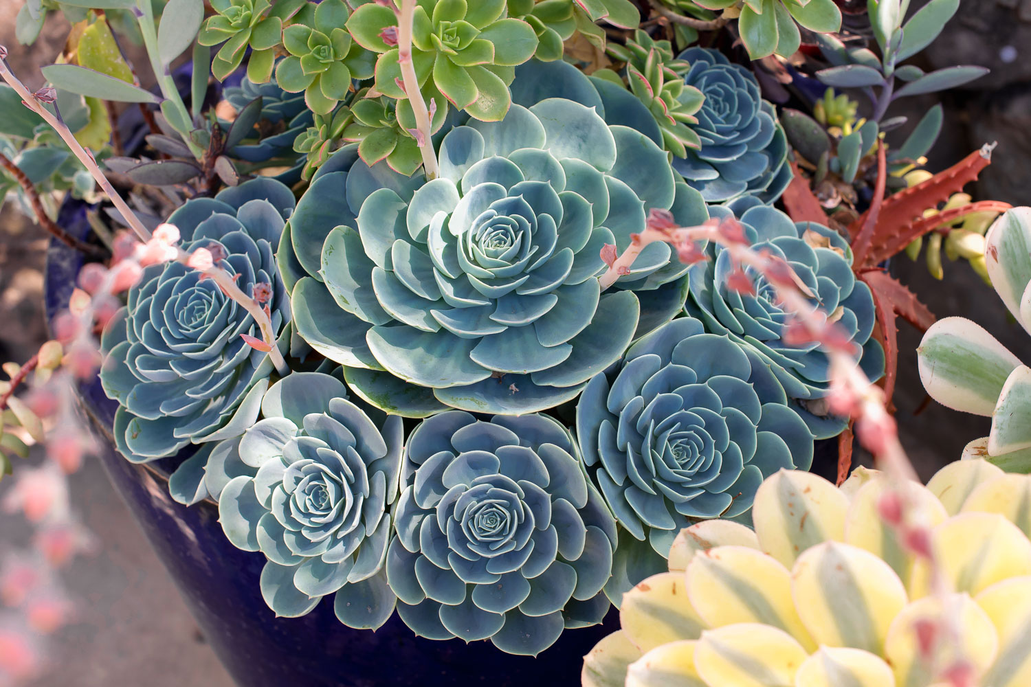 Blue Hens and Chicks (Echeveria glauca)