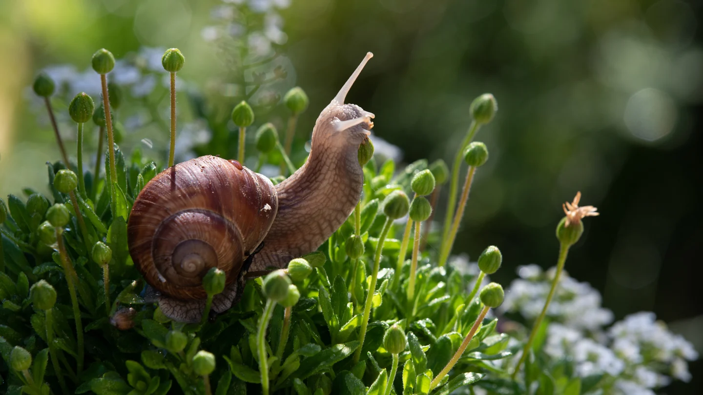 Do Snails Eat Grass