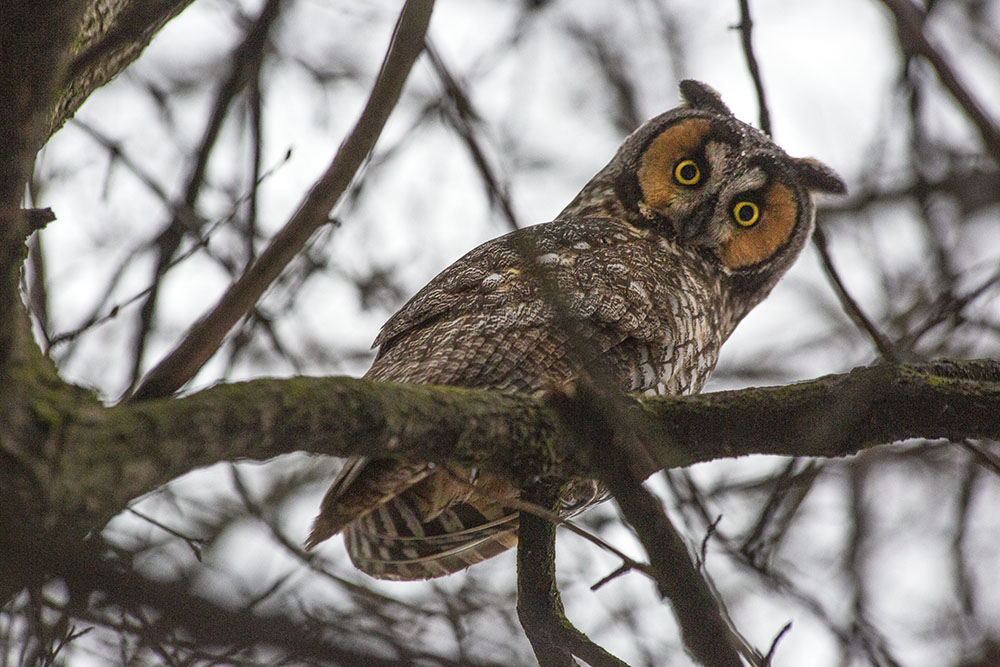 Long-eared owl; Sanctuary Woods in County Grounds Park, Wauwatosa.