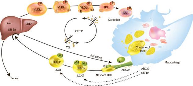 C:\Users\HP\Desktop\Role-of-CETP-in-lipid-metabolism-CETP-mediates-the-transfer-of-cholesteryl-ester-CE.png