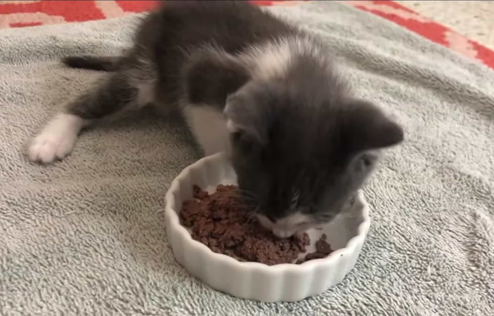 The Right Time To Introduce Dry Food