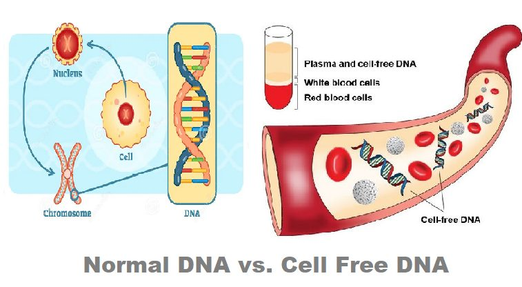 Cell-Free DNA (cfDNA)