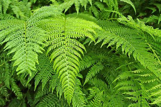 Bracken Ferns