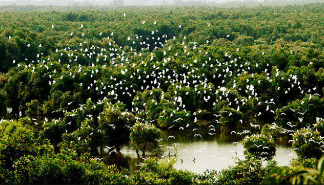 Thời gian những đàn chim bay về tổ ở rừng tràm trà sư