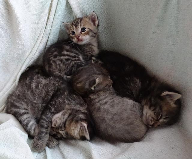 A group of kittens lying on a blanket

Description automatically generated