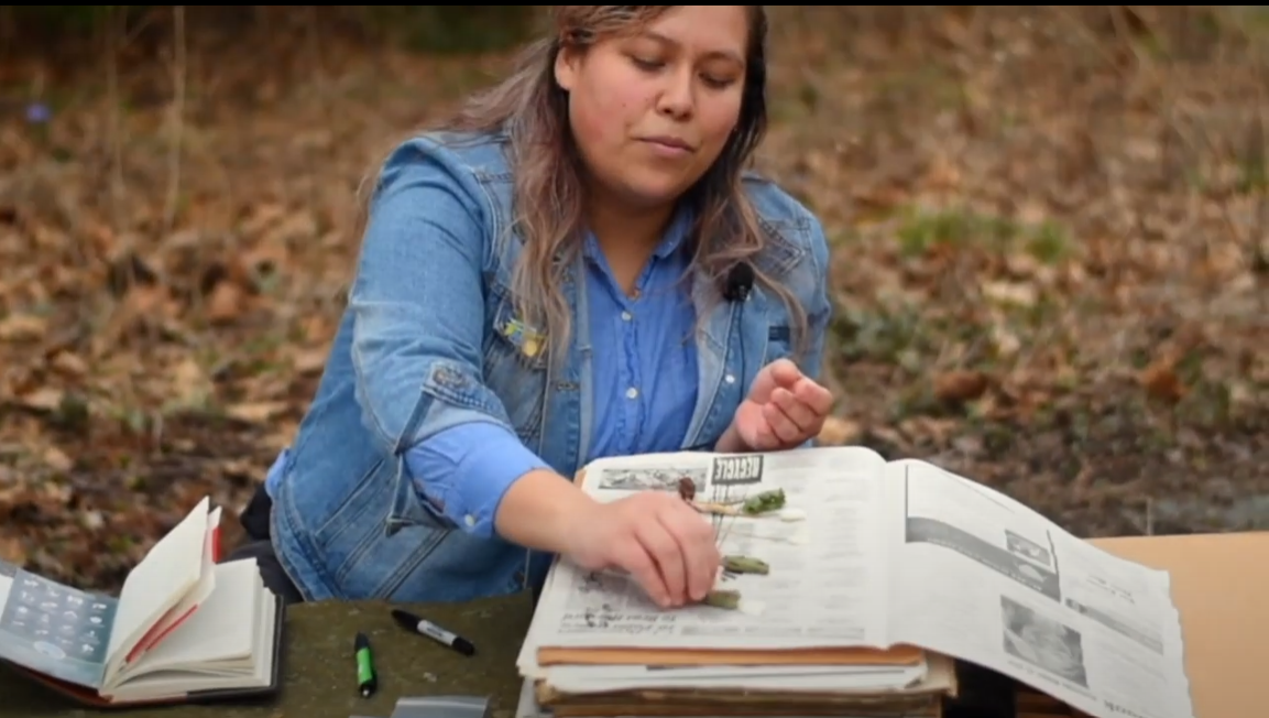Adriana demonstrates how to collect and press herbarium specimens as part of online education materials