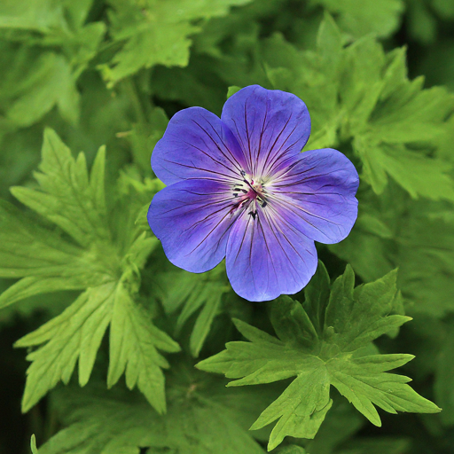 Geranium clouded