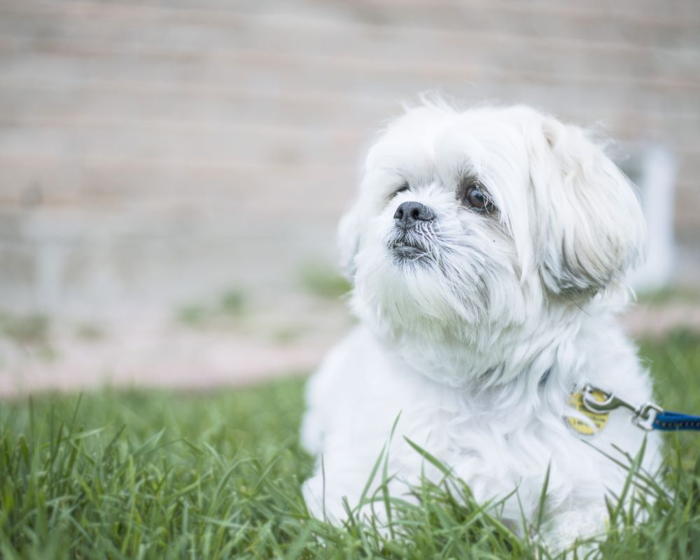 crusty white dog