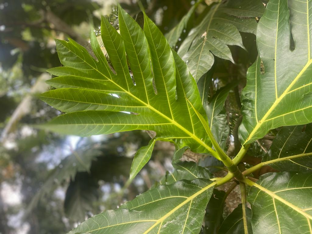 Breadfruit the Culinary Marvel of the Tropics