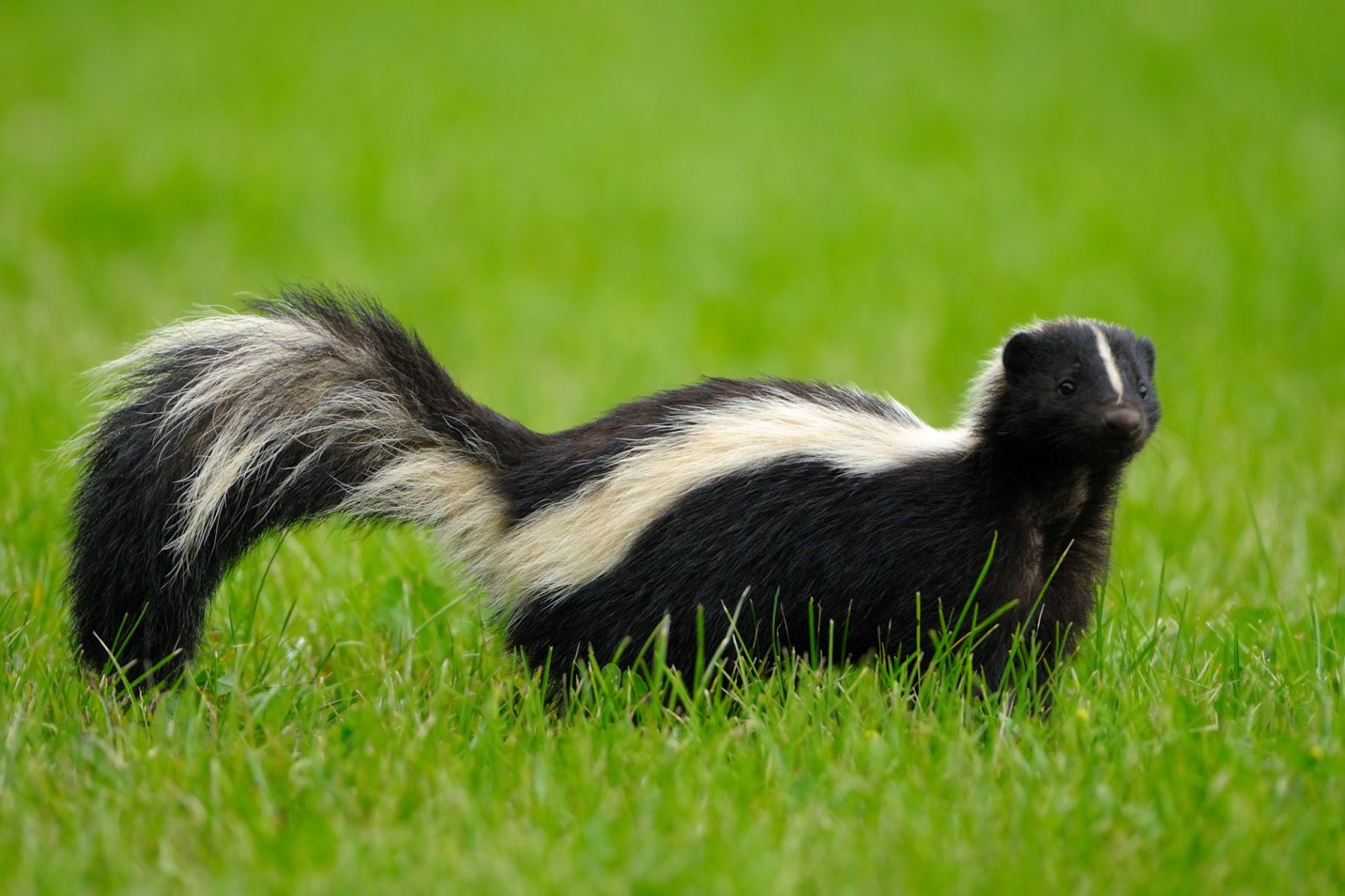 Do Skunks Come Out In The Daytime