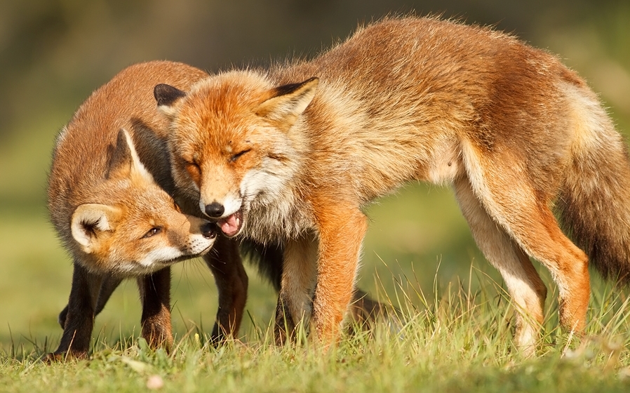 Foxes Talking